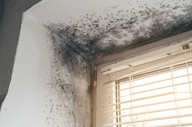 Affordable Mold Removal solutions in Little Orleans, MD