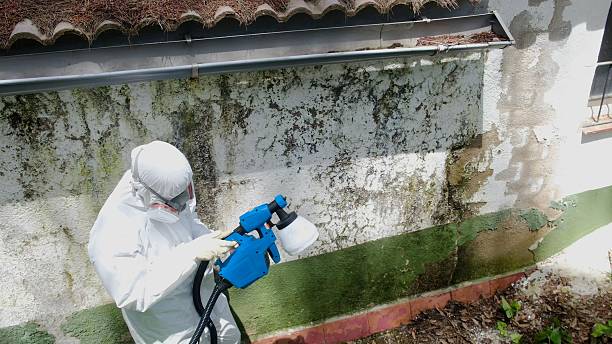 Top rated local Mold Removal specialists in Little Orleans, MD